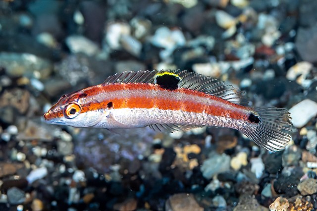 A female Halichoeres sanchezi, Tailspot wrasse, San Benedicto, Revillagigedos